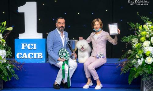 Чемпионат породы Бишон фризе Киев 2020